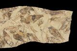 Fossil Fish (Gosiutichthys) Mortality Plate - Lake Gosiute #87810-3